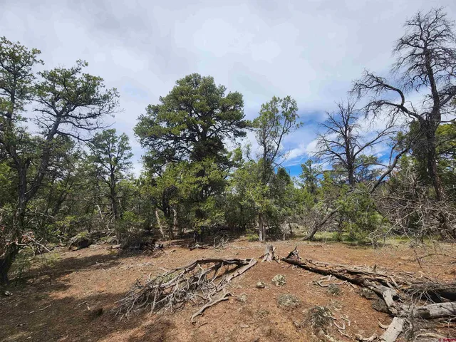 a view of a forest with trees