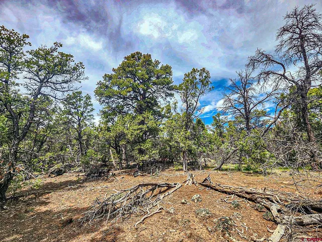 $165,000 | Lot 7 Wild Turkey Lane, Cedaredge, CO 81413