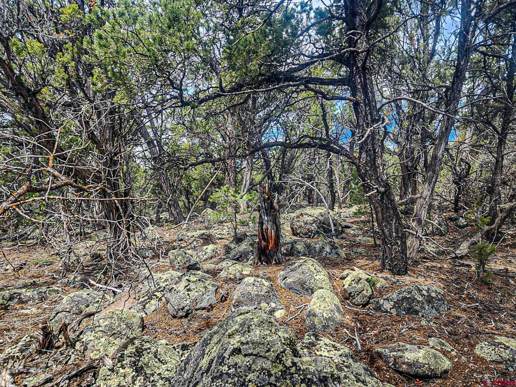 Lot 7 Wild Turkey Lane Cedaredge, CO 81413 - Photo 16 of 19 a backyard of a house