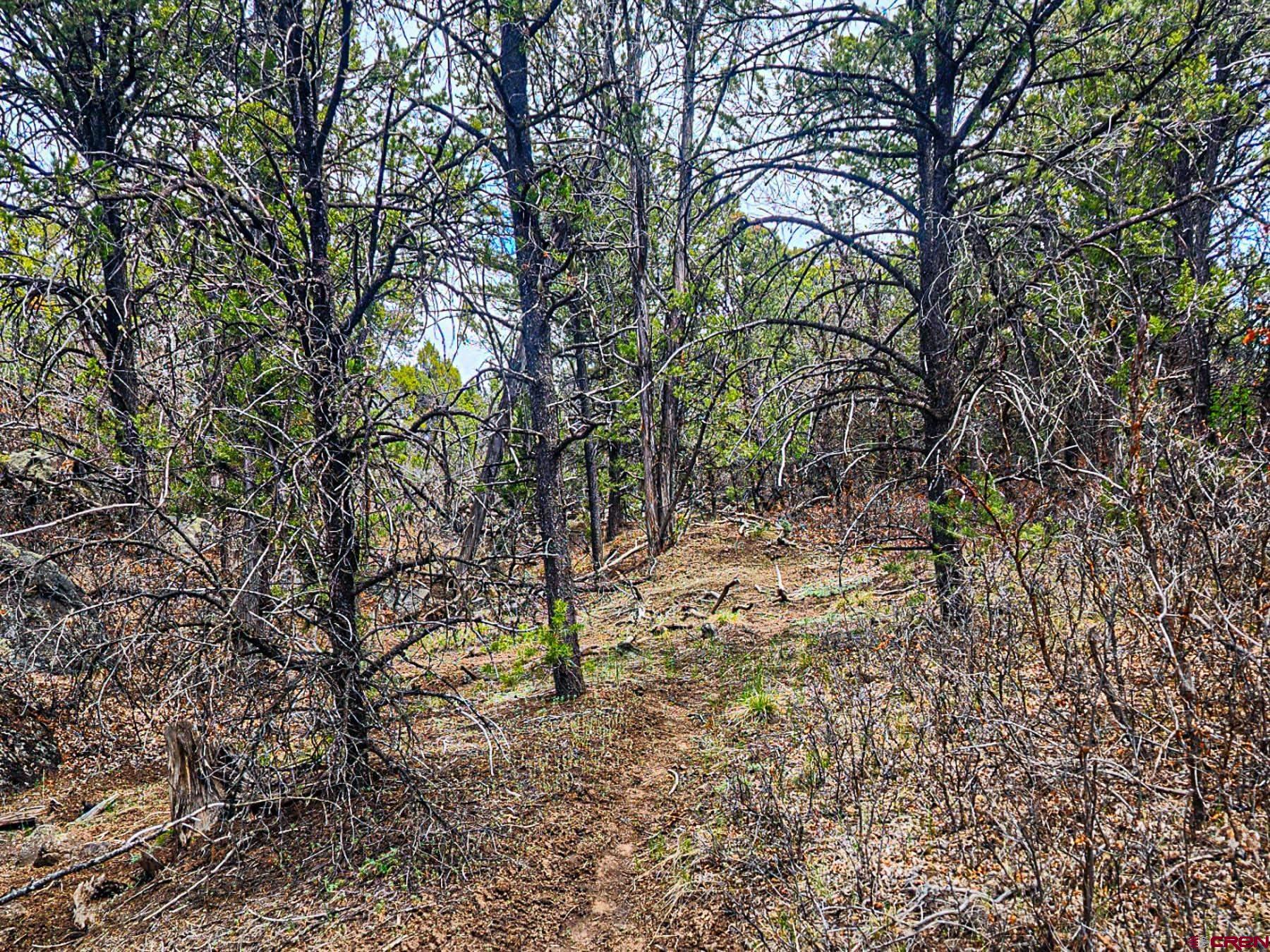 Lot 7 Wild Turkey Lane Cedaredge, CO 81413 - Photo 5 of 19 a backyard of a house with lots of trees