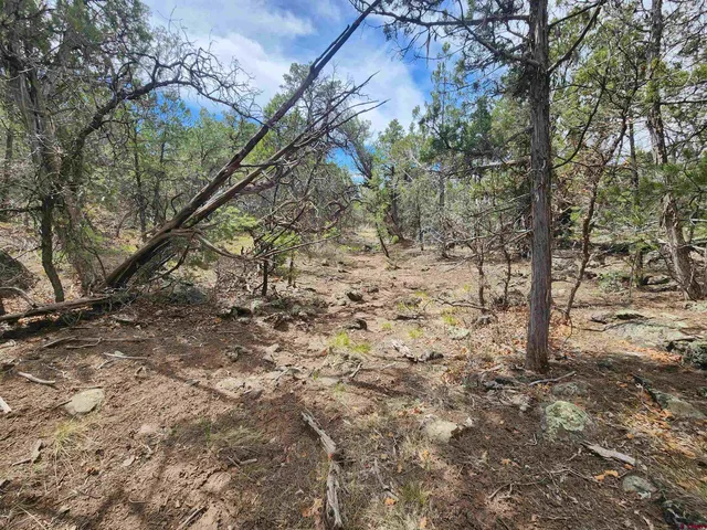 a backyard of a house with lots of trees