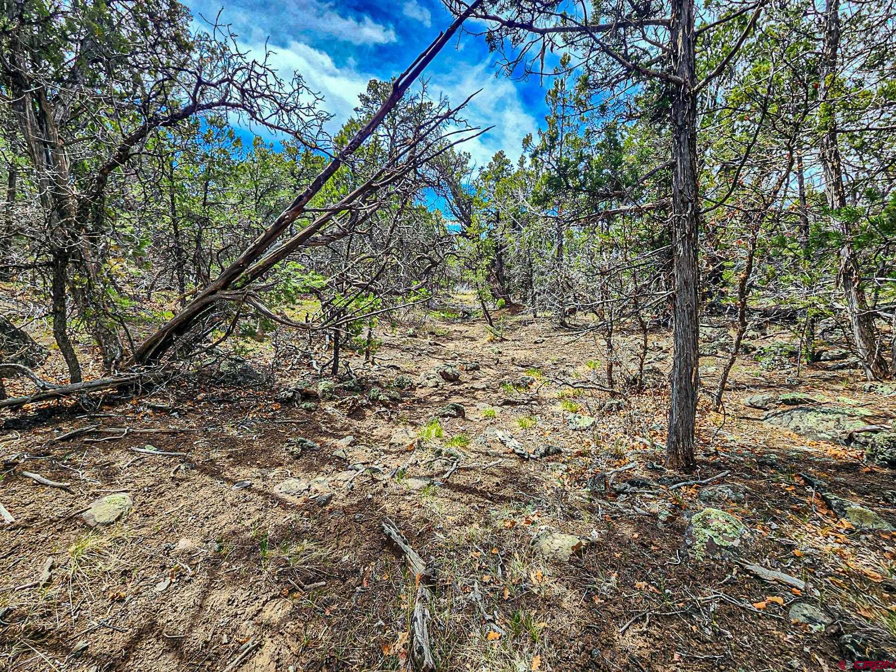 Lot 7 Wild Turkey Lane Cedaredge, CO 81413 - Photo 8 of 19 a close up of a tree