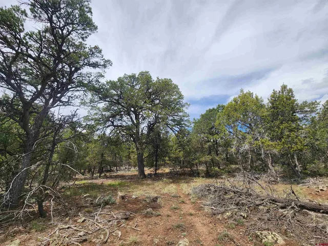 a view of dirt yard with trees