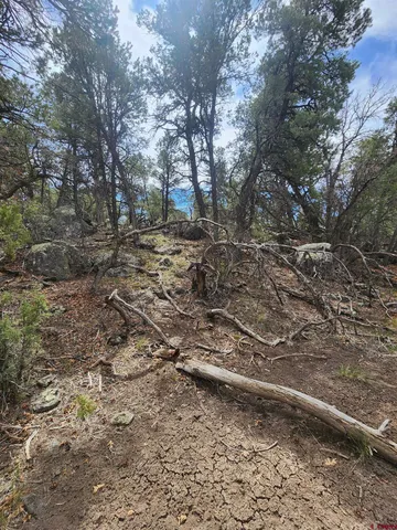 a view of a dry yard with trees
