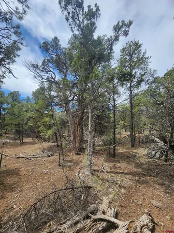 a view of a yard with large trees
