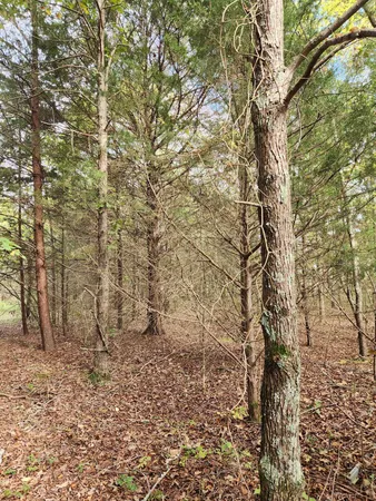 $127,000 | 0 Highway 156, Unit 28, Guild, TN 37340