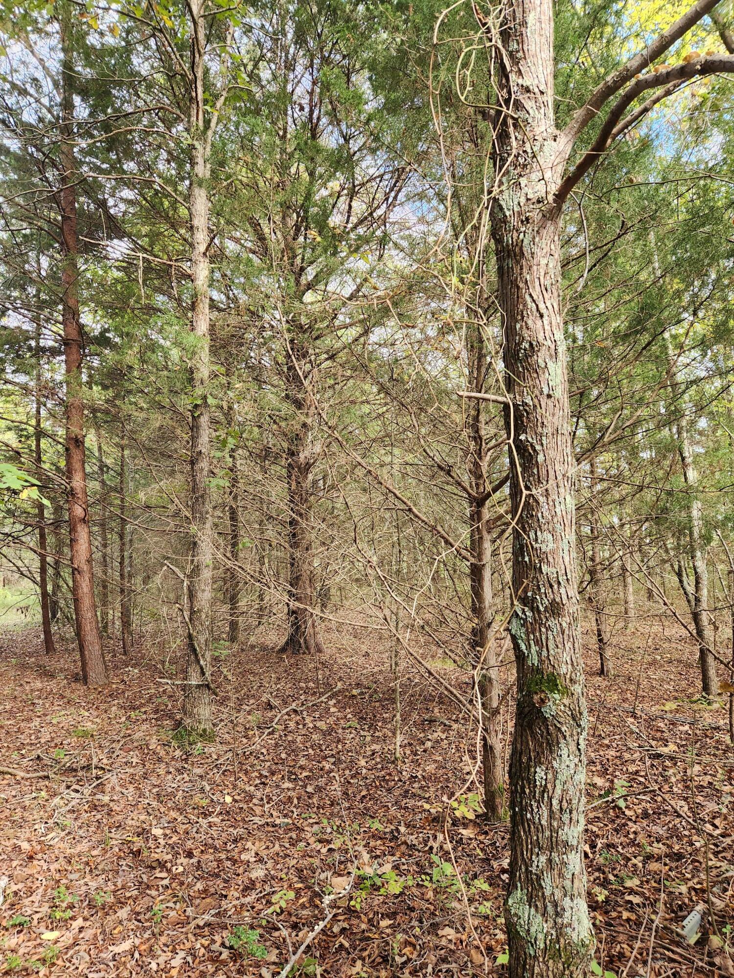 0 Highway 156, Unit 28 Guild, TN 37340 - Photo 25 of 47 20251009_101951