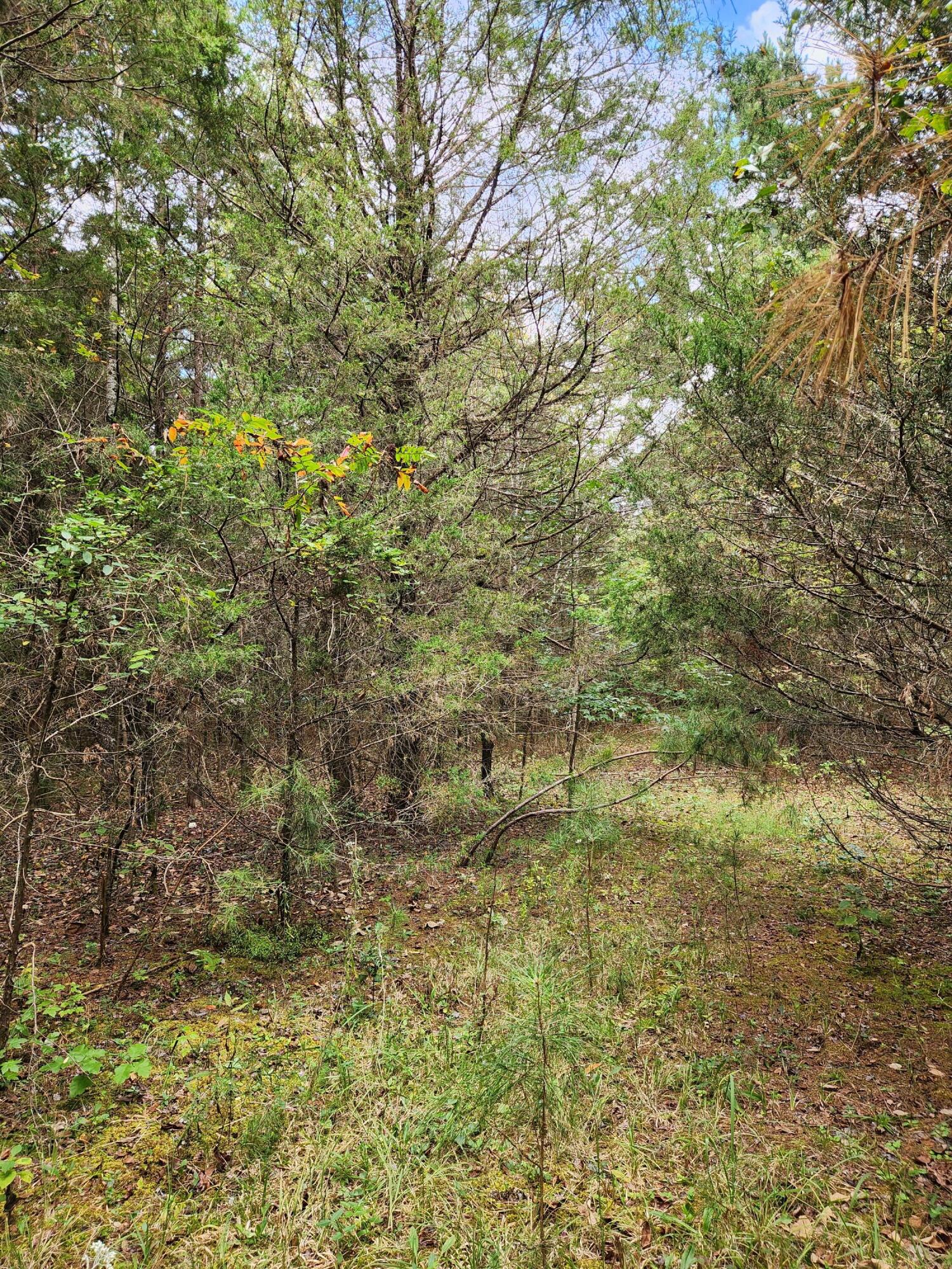 0 Highway 156, Unit 28 Guild, TN 37340 - Photo 27 of 47 20251009_102352