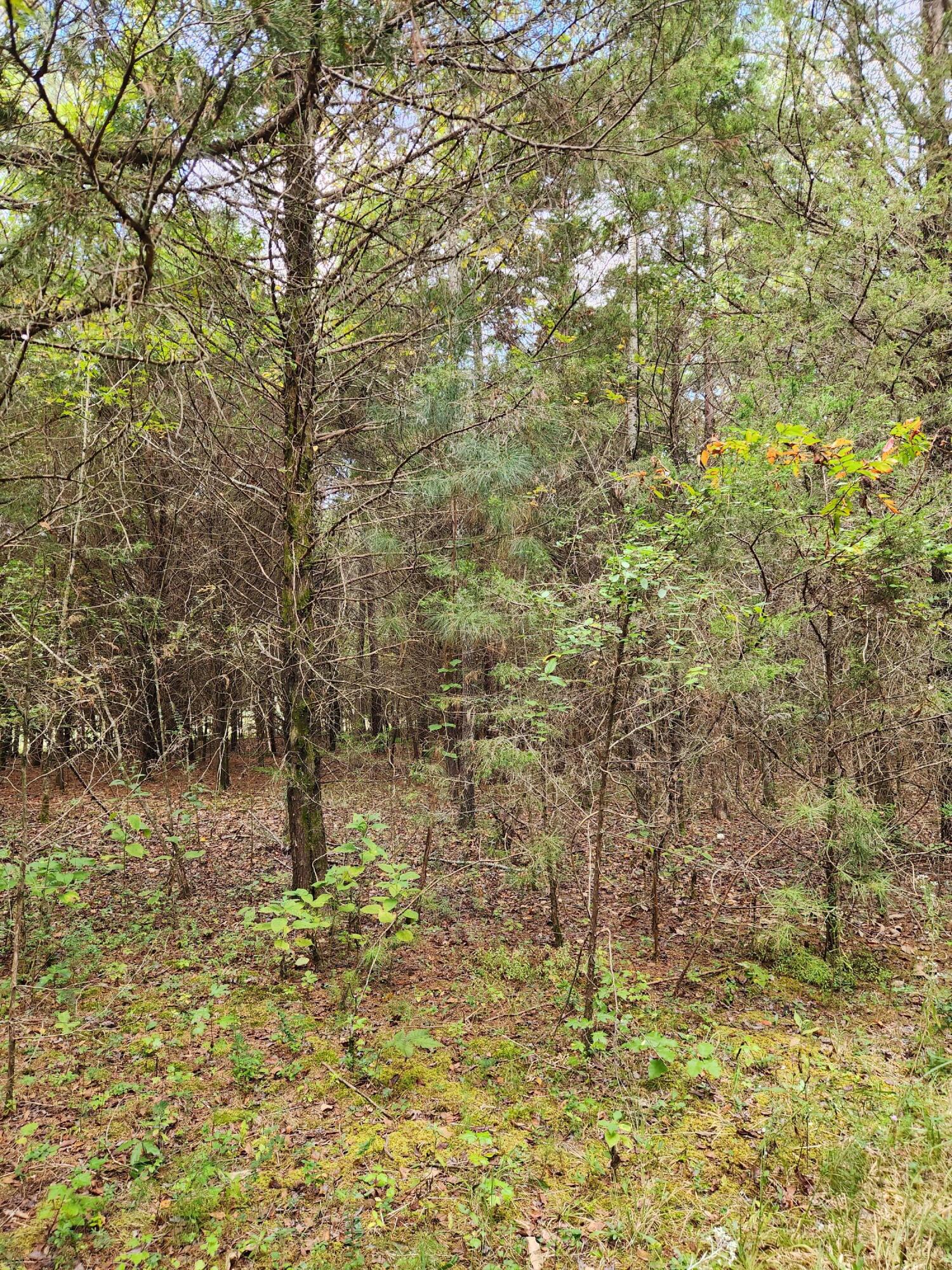 0 Highway 156, Unit 28 Guild, TN 37340 - Photo 28 of 47 20251009_102355