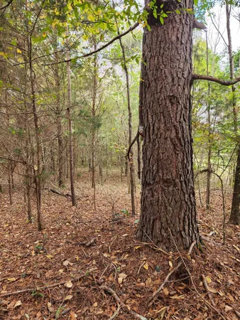 $127,000 | 0 Highway 156, Unit 28, Guild, TN 37340