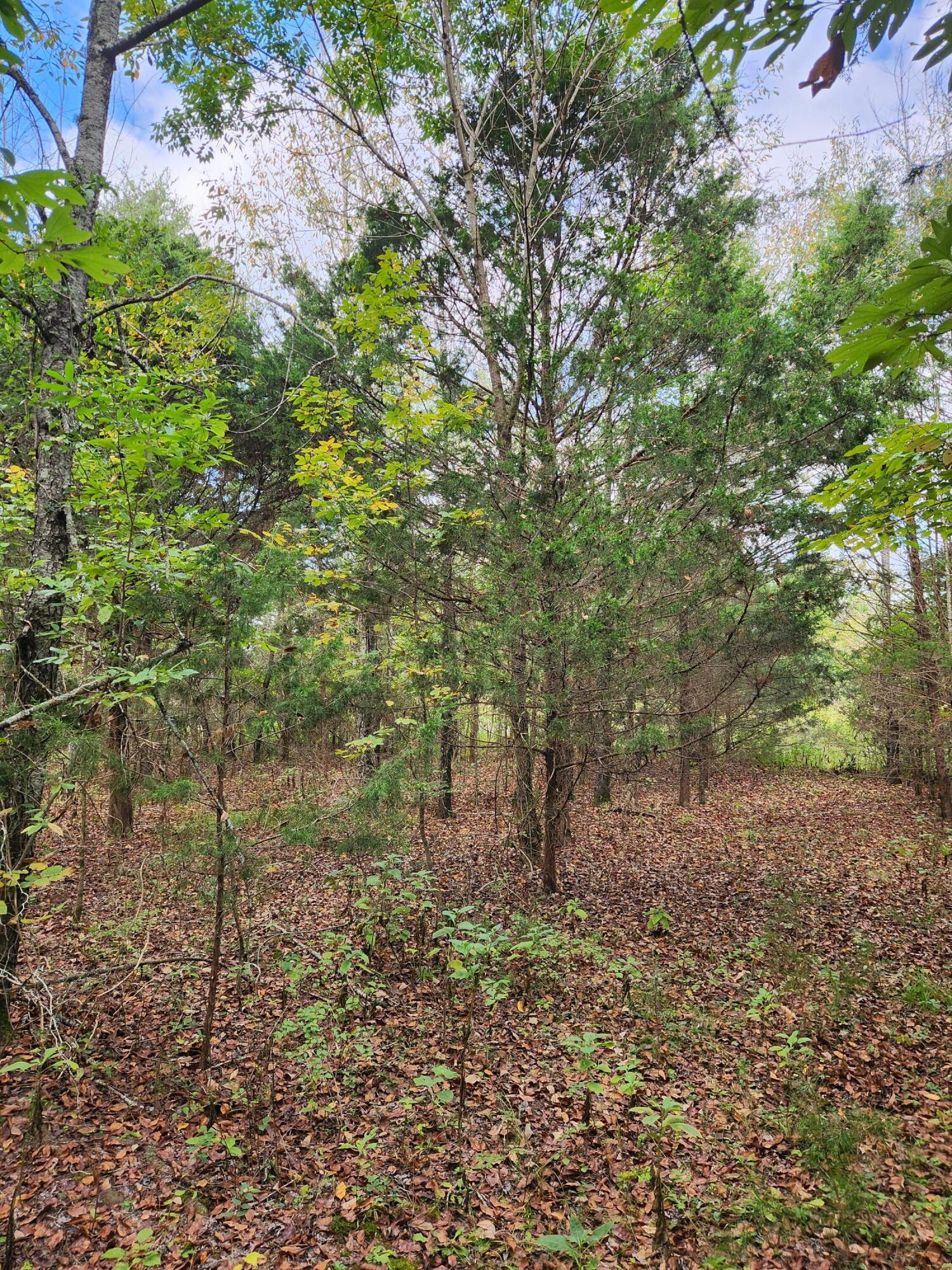 0 Highway 156, Unit 28 Guild, TN 37340 - Photo 34 of 47 20251009_102730