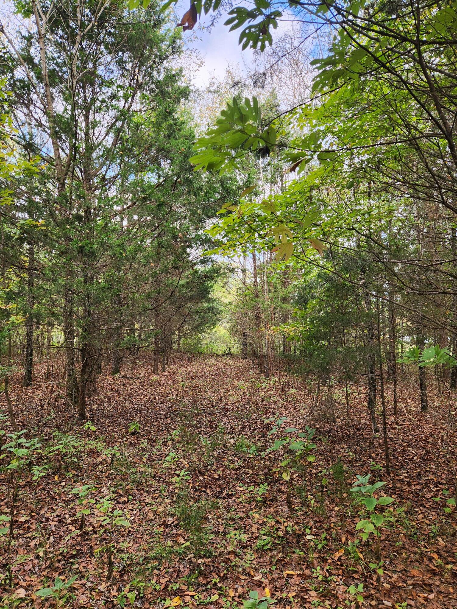 0 Highway 156, Unit 28 Guild, TN 37340 - Photo 35 of 47 20251009_102732