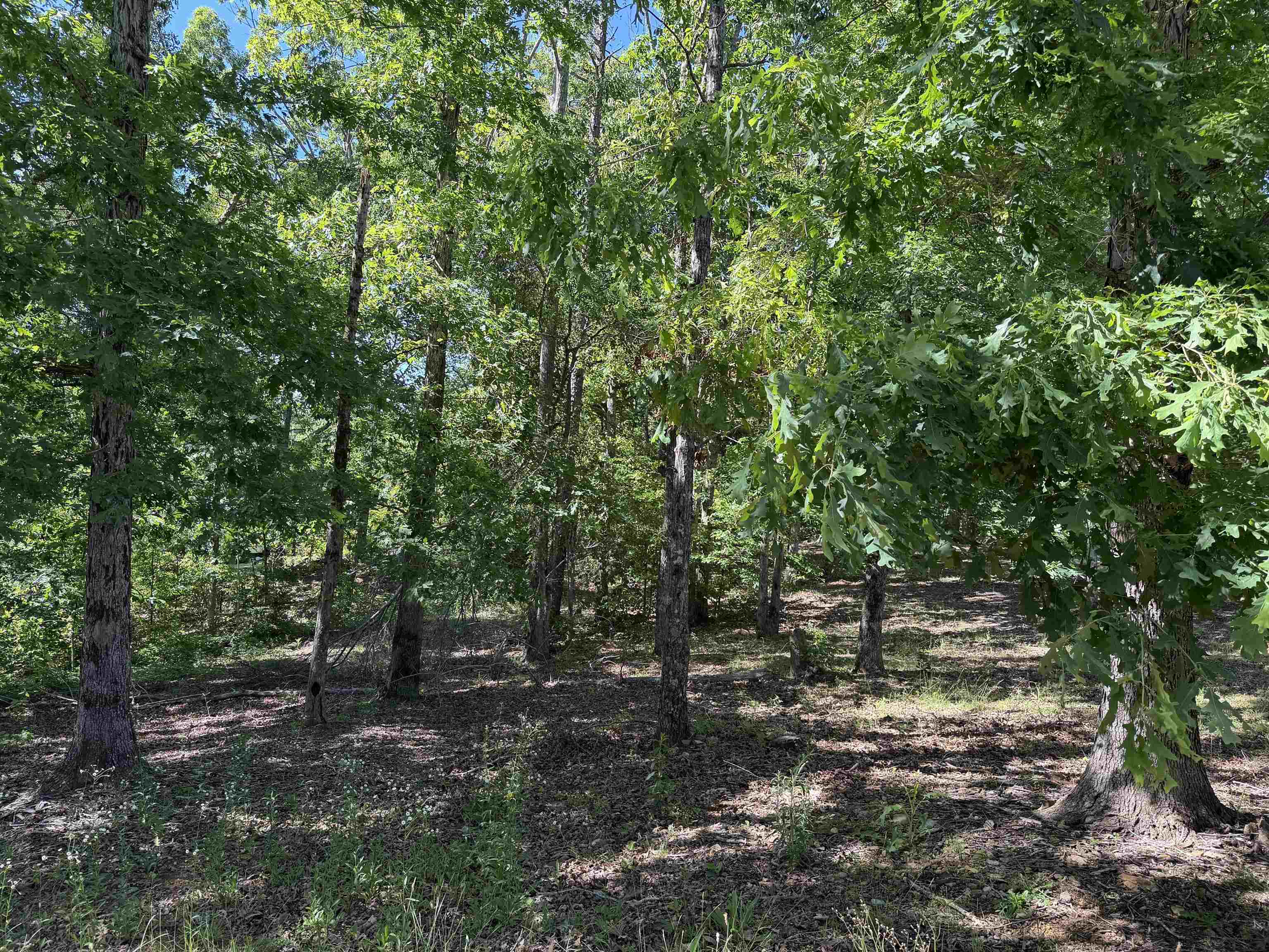 520 Coy Hill Road Olivehill, TN 38475 - Photo 25 of 31