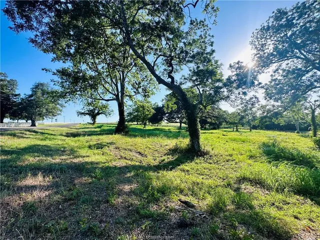 a view of yard with large trees