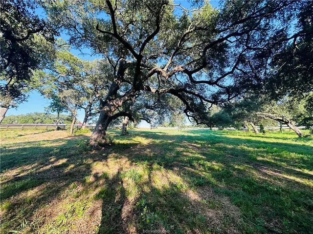 a view of a yard with a tree