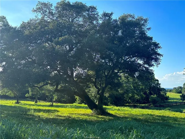 a view of a park with large trees