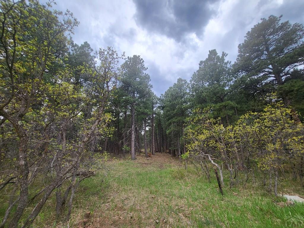 165 West Rye Co 81069 Rye, CO 81069 - Photo 8 of 38