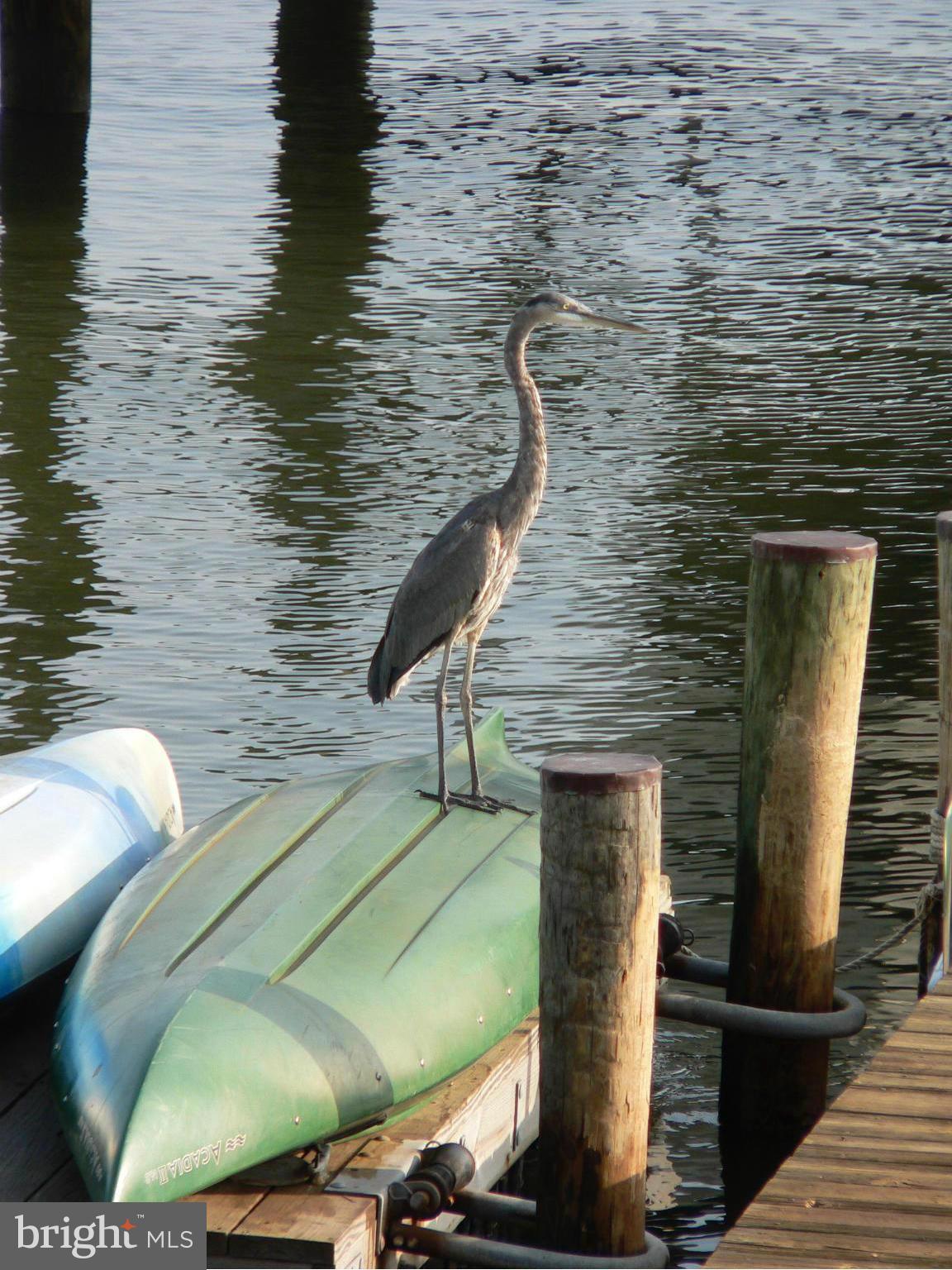 3735 Thomas Point Road Annapolis, MD 21403 - Photo 14 of 30 Thomas Point resident Heron