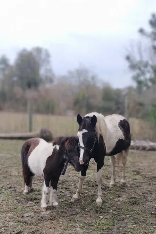 $850,000 | 1014 Fire Hill Road, Walterboro, SC 29488