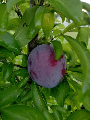 $850,000 | 1014 Fire Hill Road, Walterboro, SC 29488