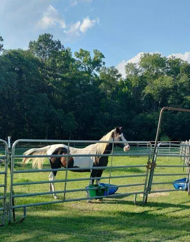 $850,000 | 1014 Fire Hill Road, Walterboro, SC 29488