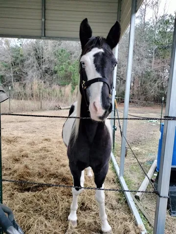 $850,000 | 1014 Fire Hill Road, Walterboro, SC 29488