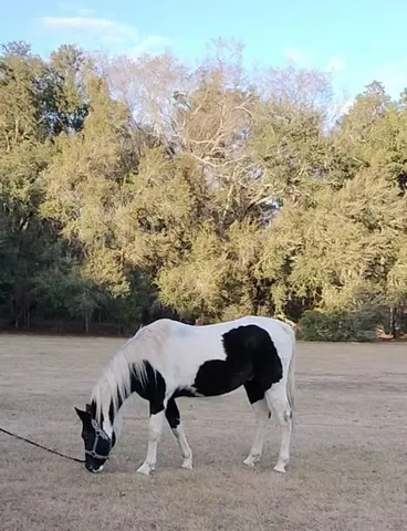 $850,000 | 1014 Fire Hill Road, Walterboro, SC 29488