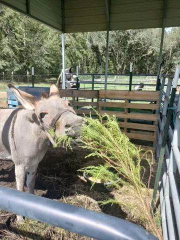 $850,000 | 1014 Fire Hill Road, Walterboro, SC 29488