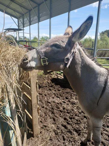 $850,000 | 1014 Fire Hill Road, Walterboro, SC 29488