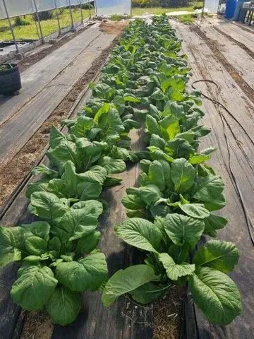 $850,000 | 1014 Fire Hill Road, Walterboro, SC 29488