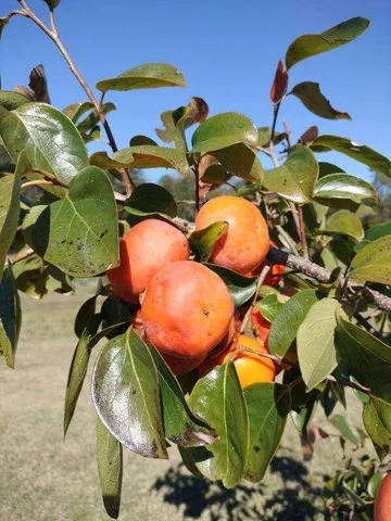 $850,000 | 1014 Fire Hill Road, Walterboro, SC 29488