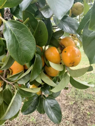 $850,000 | 1014 Fire Hill Road, Walterboro, SC 29488