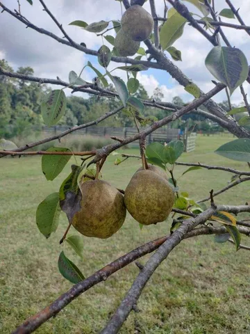 $850,000 | 1014 Fire Hill Road, Walterboro, SC 29488