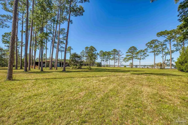 a view of a park with large trees