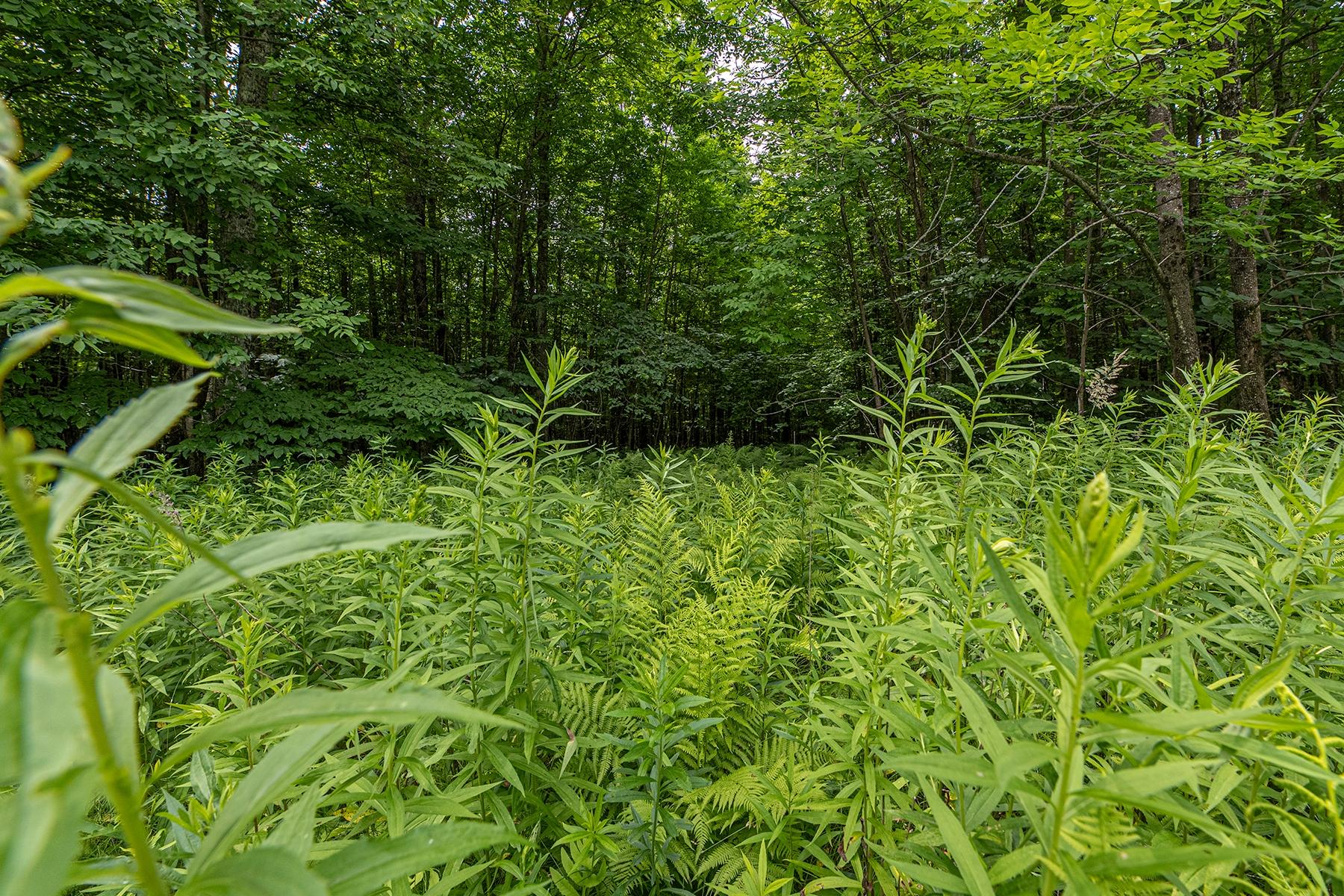 Lot 16 Sand Lake Road Crandon, WI 54520 - Photo 2 of 28 Gallery Image 2