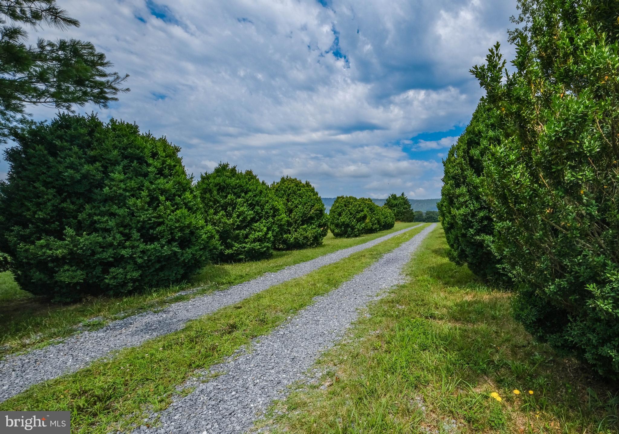 217 Silver Bell Lane Luray, VA 22835 - Photo 77 of 103 Tall bushes lining driveway