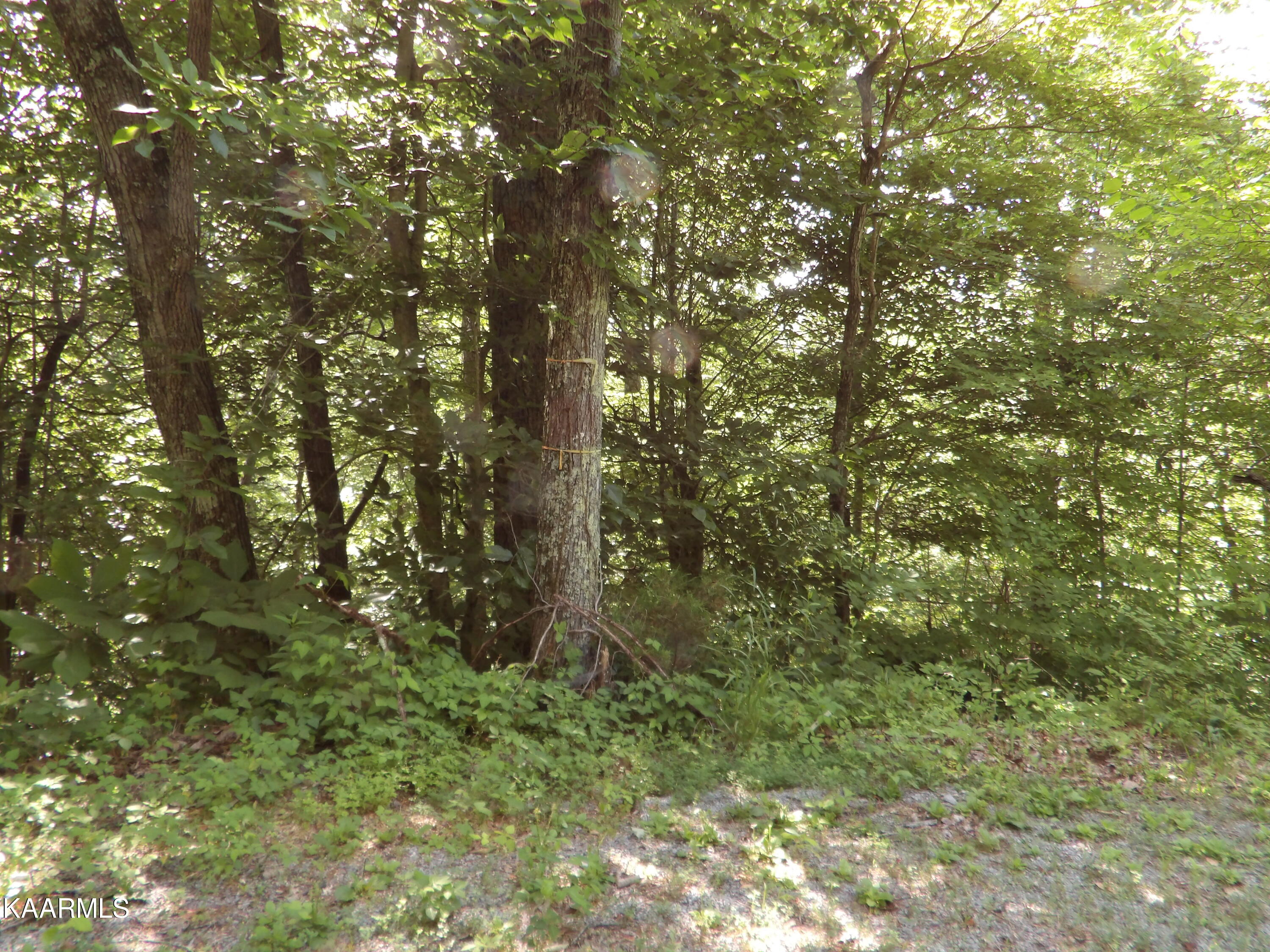 478 Haydenburg Road Whitleyville, TN 38588 - Photo 15 of 34 100_0049