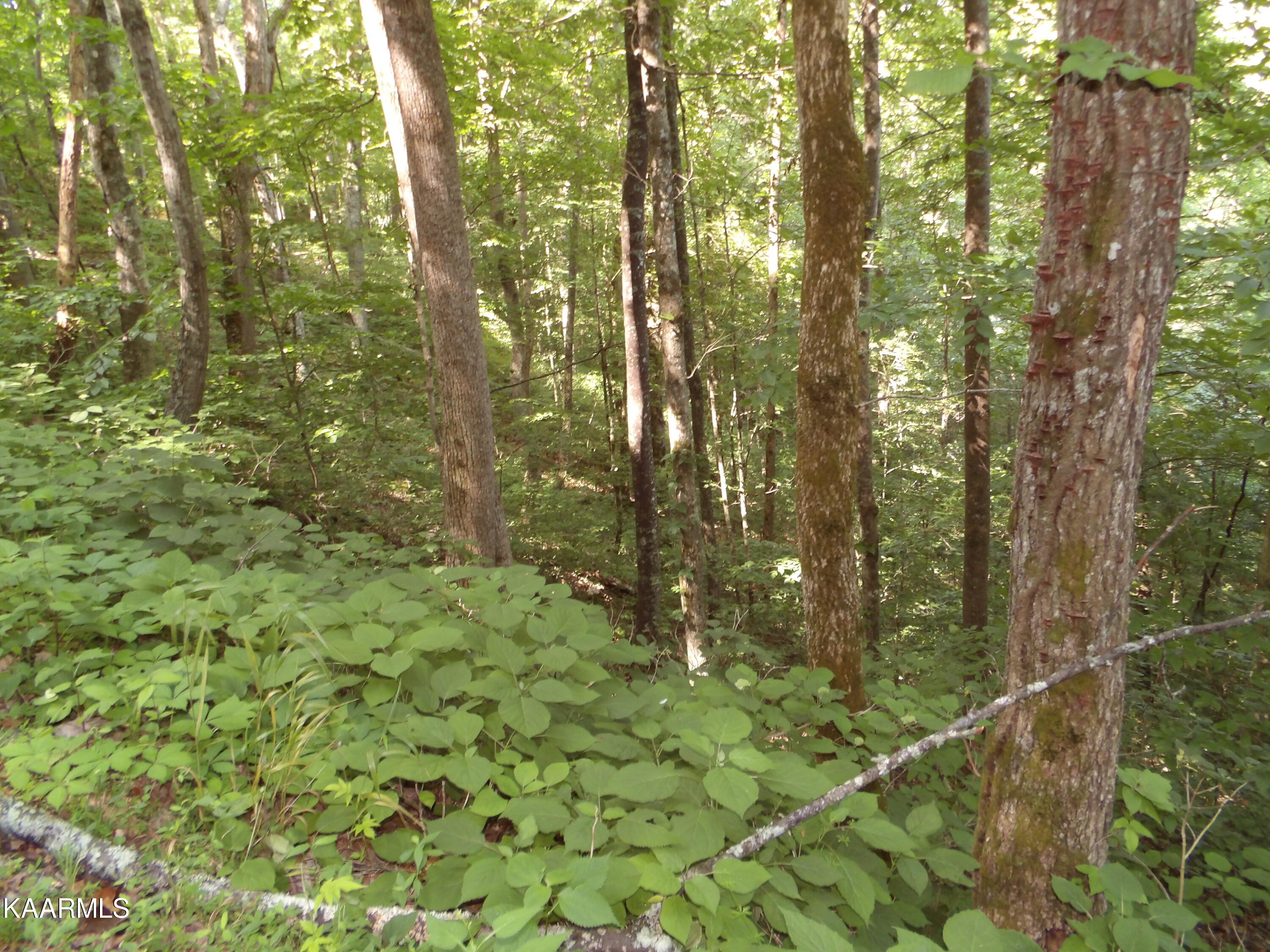 478 Haydenburg Road Whitleyville, TN 38588 - Photo 20 of 34 100_0059