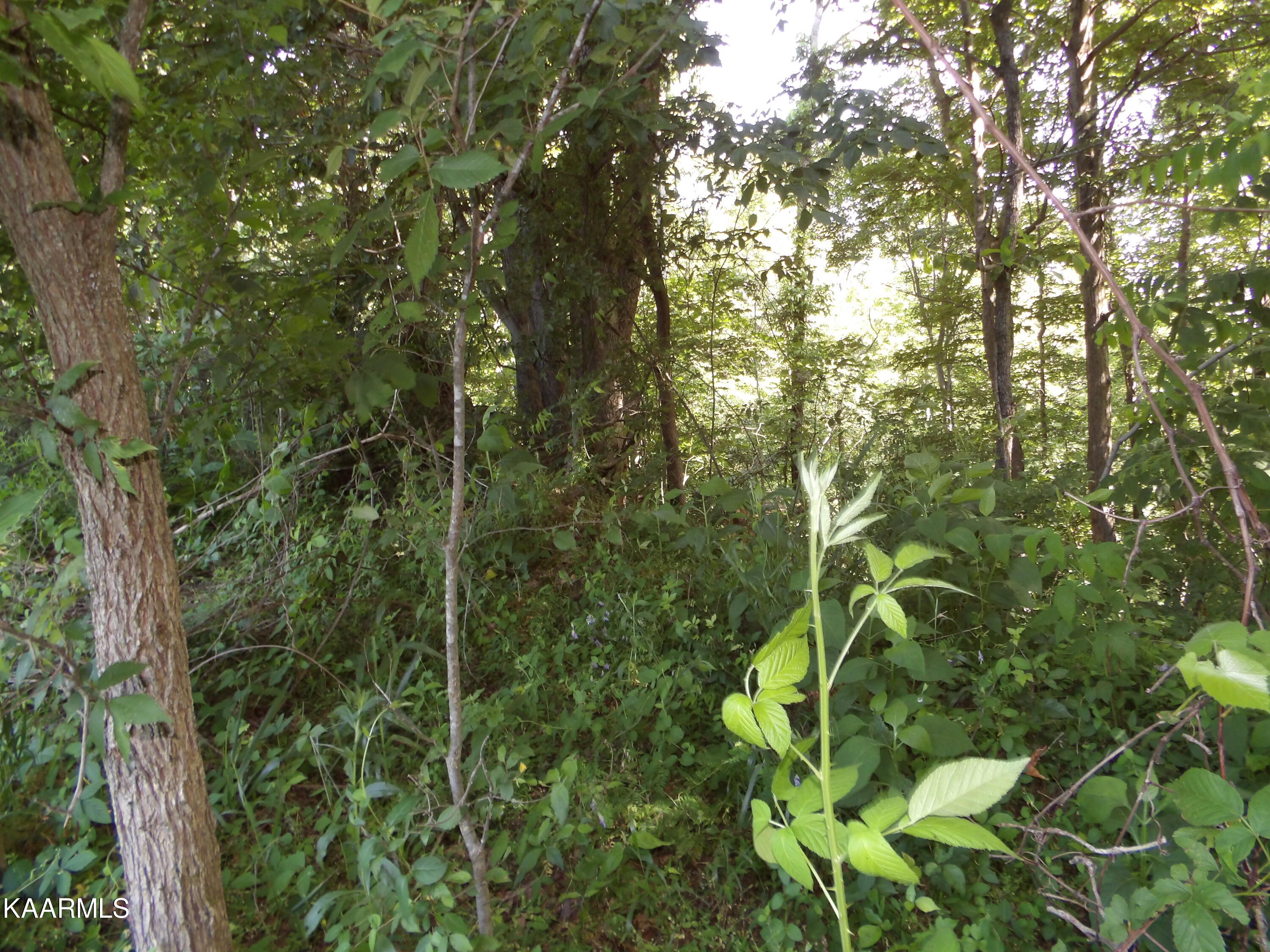 478 Haydenburg Road Whitleyville, TN 38588 - Photo 9 of 34 100_0021