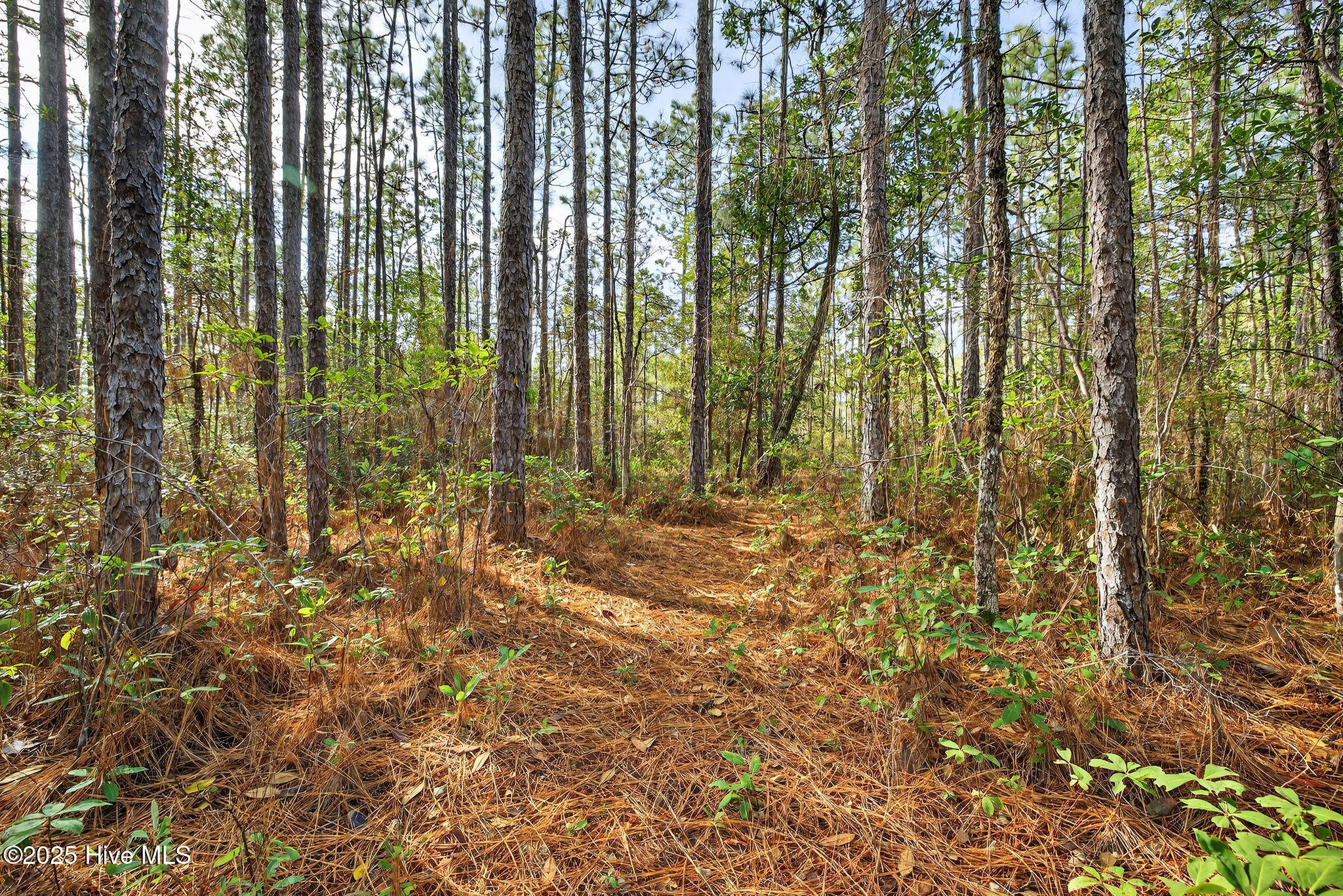 519 Maco Road Northeast Leland, NC 28451 - Photo 31 of 39 519MacoRoadNE-12