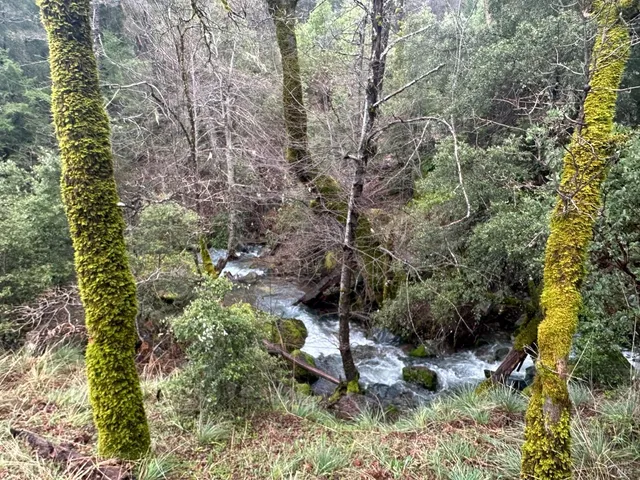 a view of a forest filled with trees