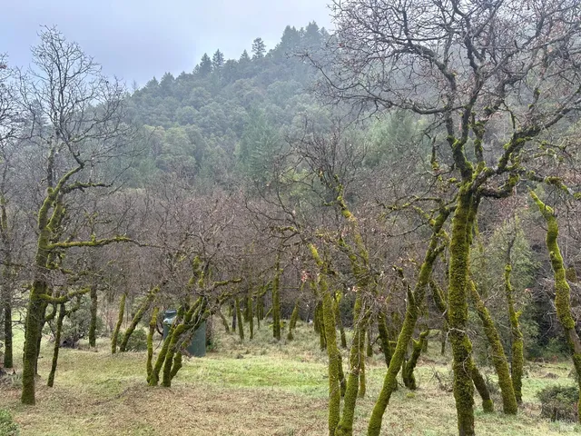 a view of a yard with a tree