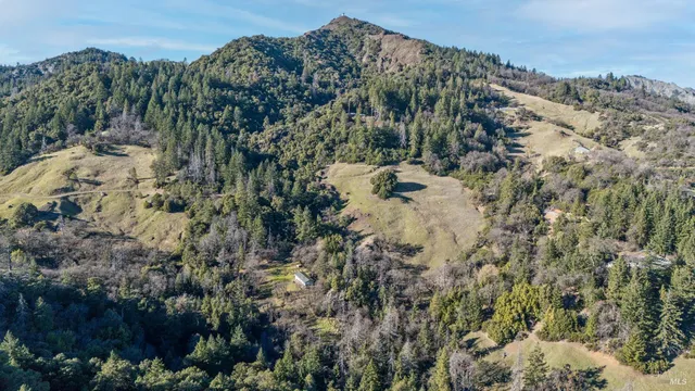 a view of a forest with trees