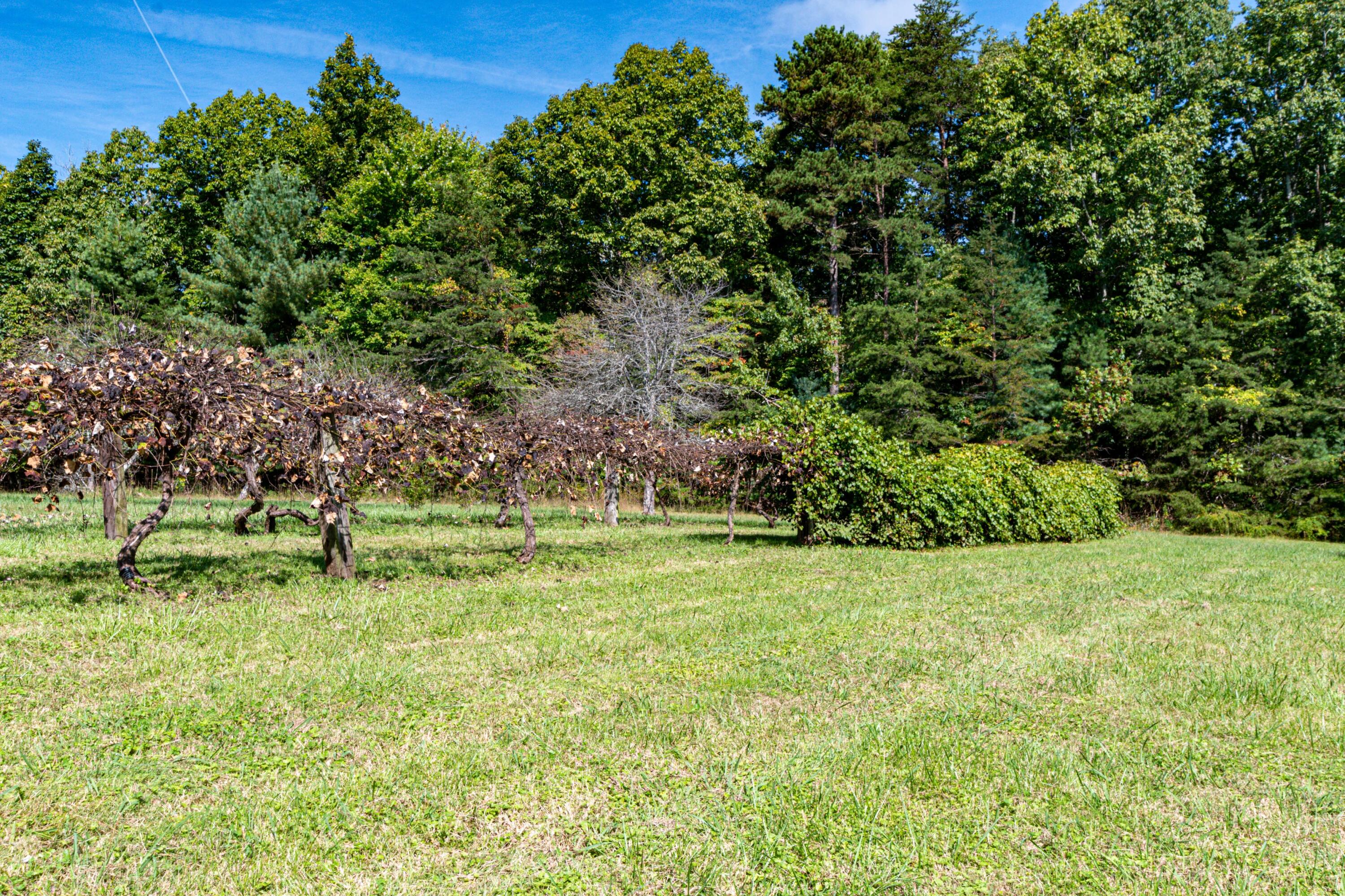 7900 Hixson Springs Road Signal Mountain, TN 37377 - Photo 87 of 159 7900 Hixson Springs Rd-75
