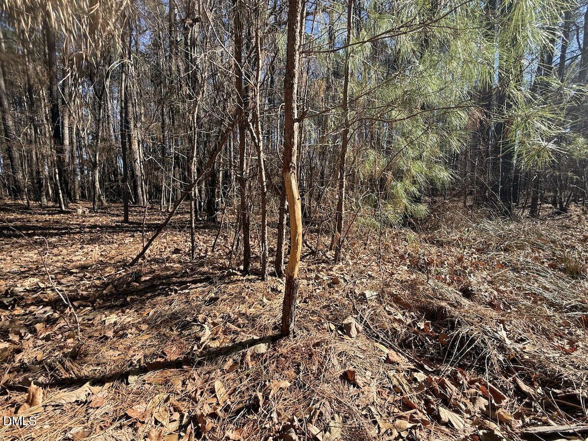 1012 South Halifax Road Rocky Mount, NC 27803 - Photo 21 of 41 a view of a yard with plants and trees