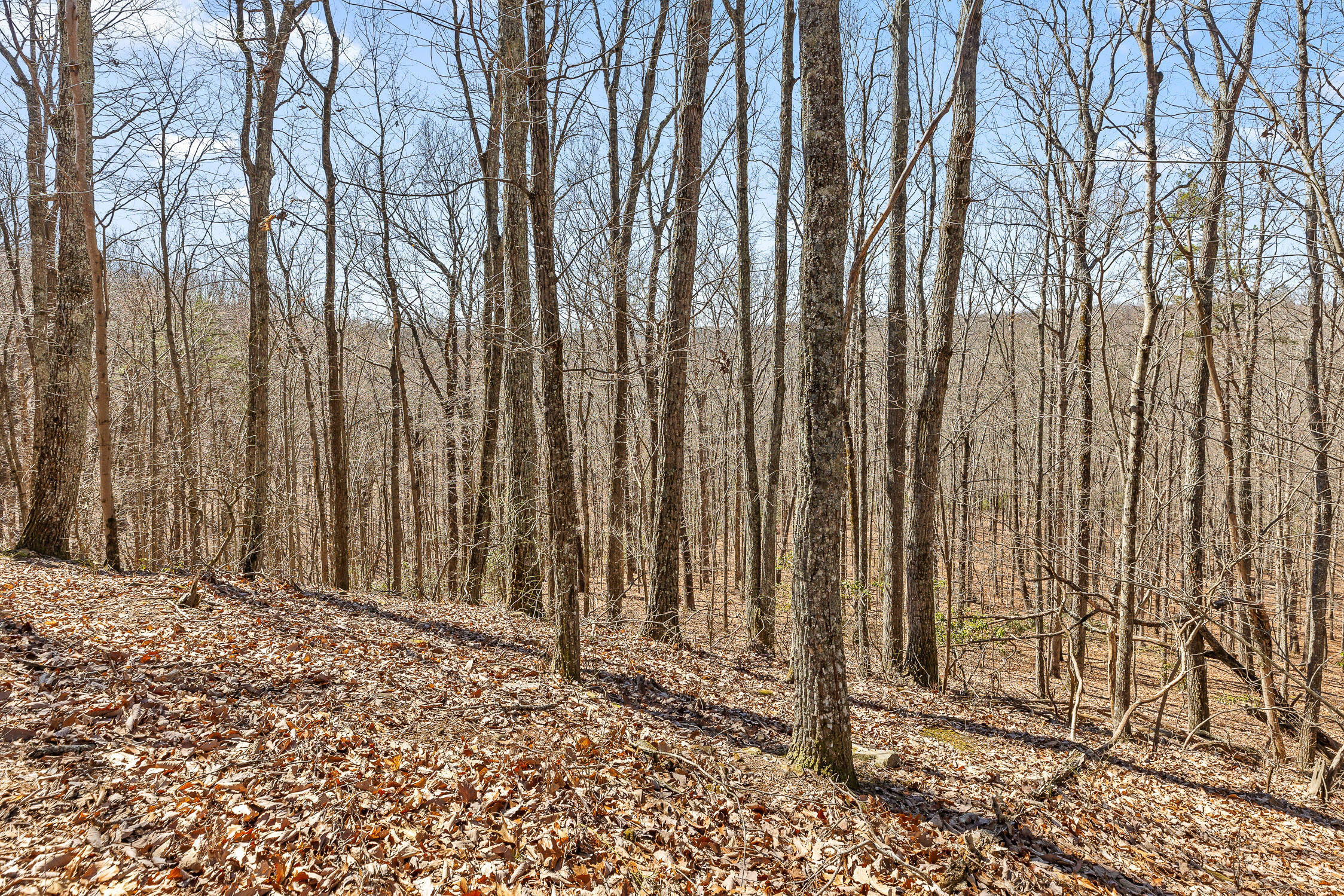 610 Orme Mountain Road South Pittsburg, TN 37380 - Photo 41 of 54 Orme-10