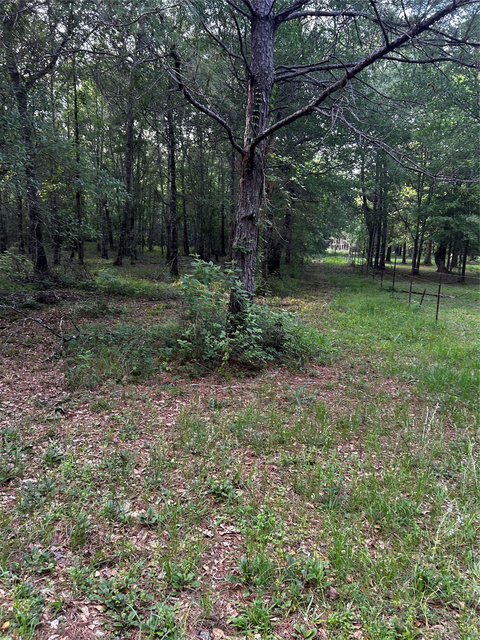 0 County Line Road Shepherd, TX 77371 - Photo 36 of 50