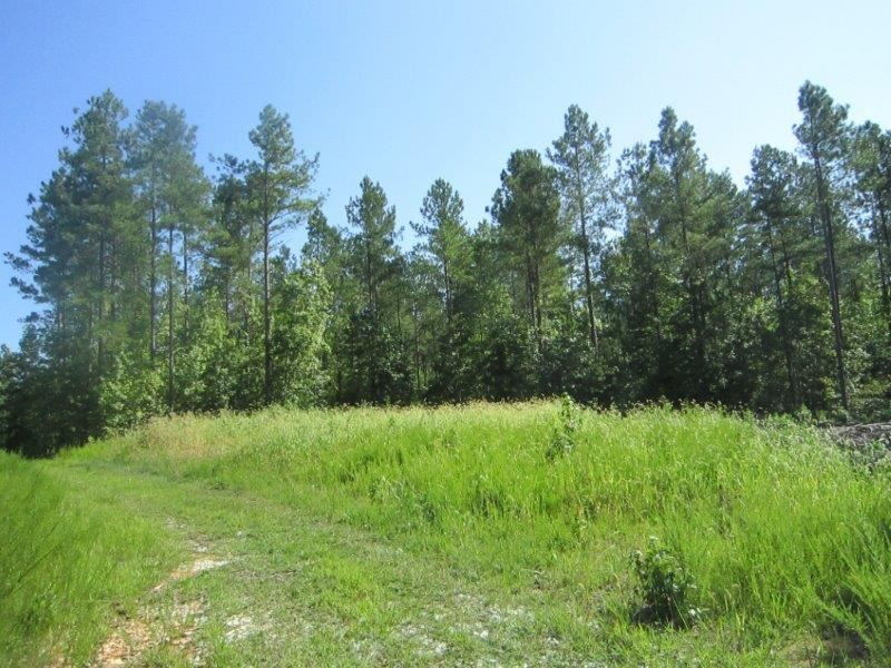 Community Road Oxford, NC 27565 - Photo 2 of 14 a view of backyard with green space