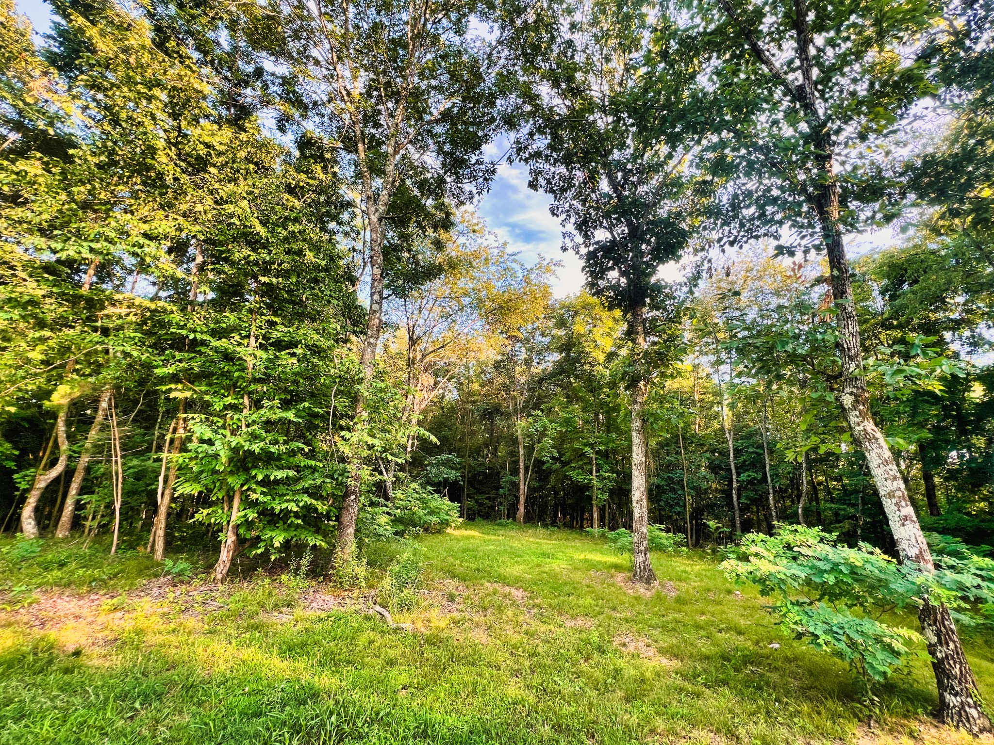 3202 Old Lego School Road Linden, TN 37096 - Photo 54 of 88 a backyard of a house with lots of green space