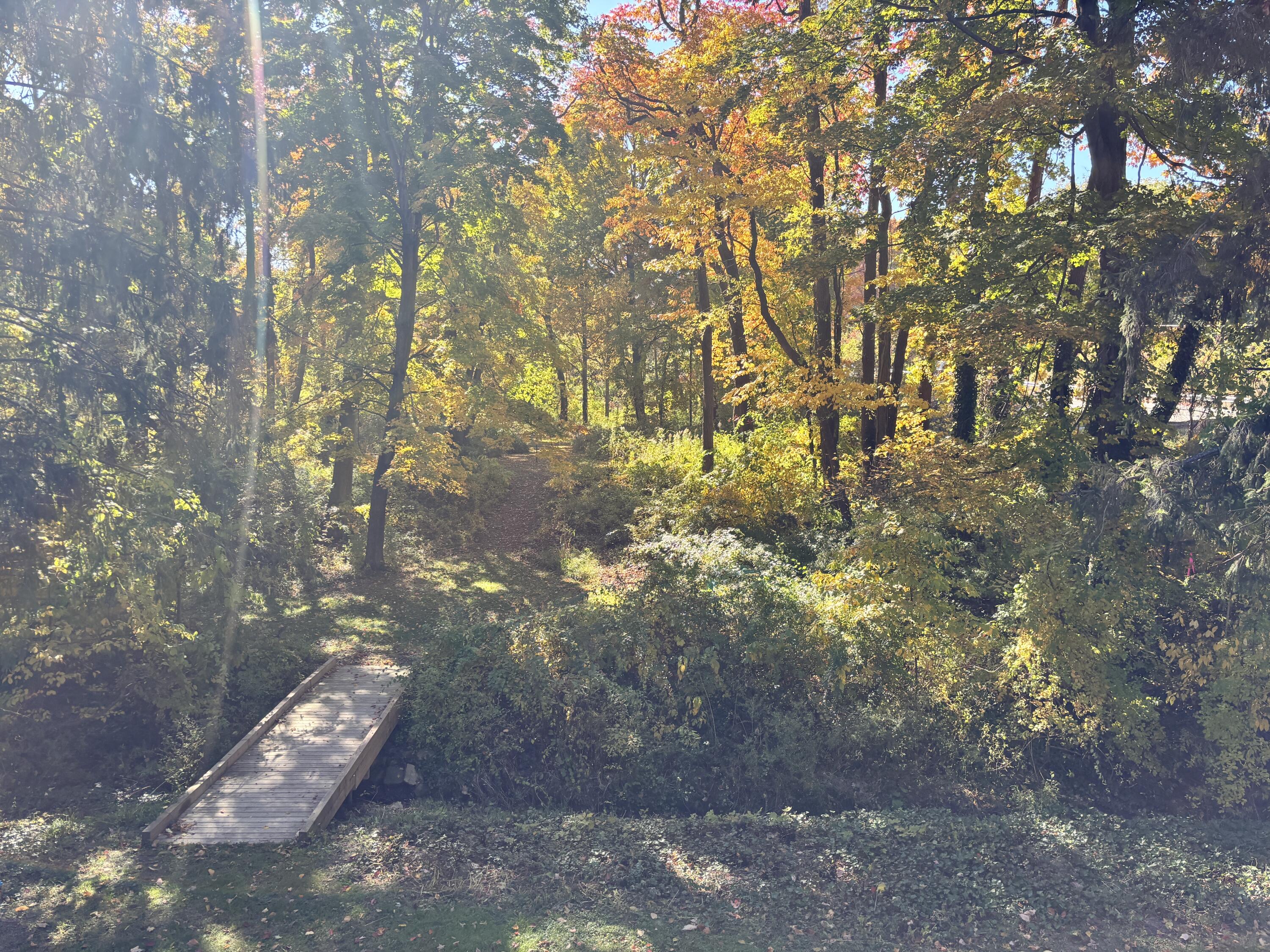 2878 West Bundy Road Coloma, MI 49038 - Photo 66 of 78 05_woods-03